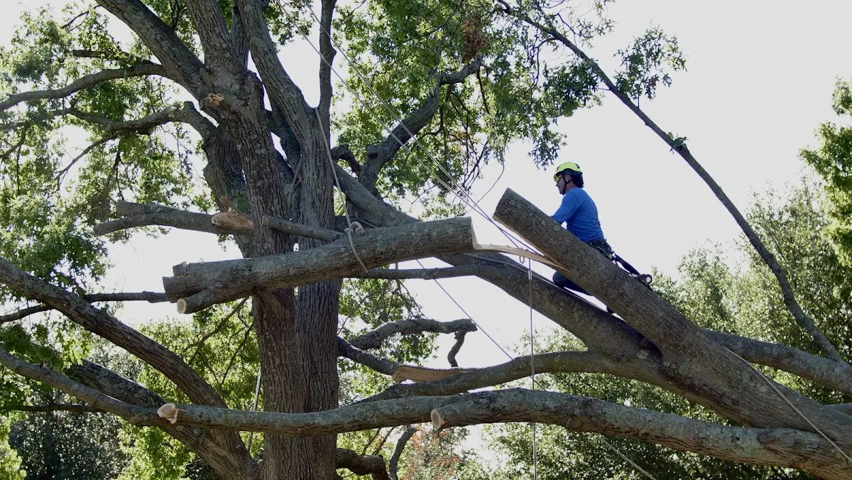 Professional Crown Thinning performed by certified arborists in Tignall