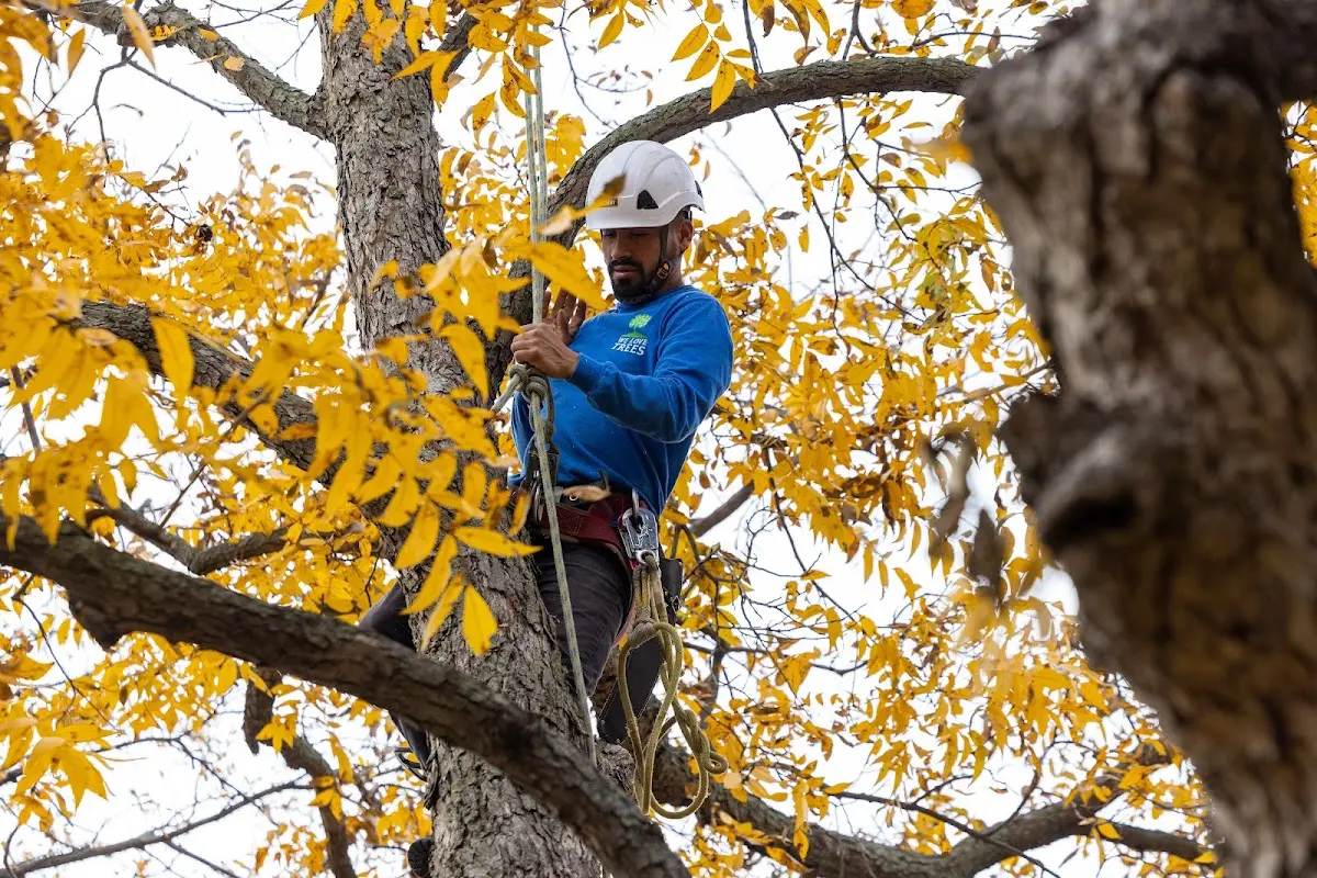 Skilled Tree Transplanting crew working in Tignall